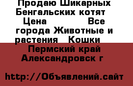 Продаю Шикарных Бенгальских котят › Цена ­ 17 000 - Все города Животные и растения » Кошки   . Пермский край,Александровск г.
